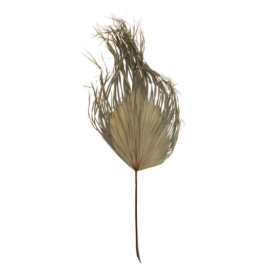 Fan Palm - Dried - Brown