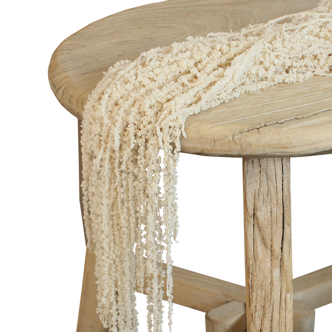 Amaranthus - Hanging - White