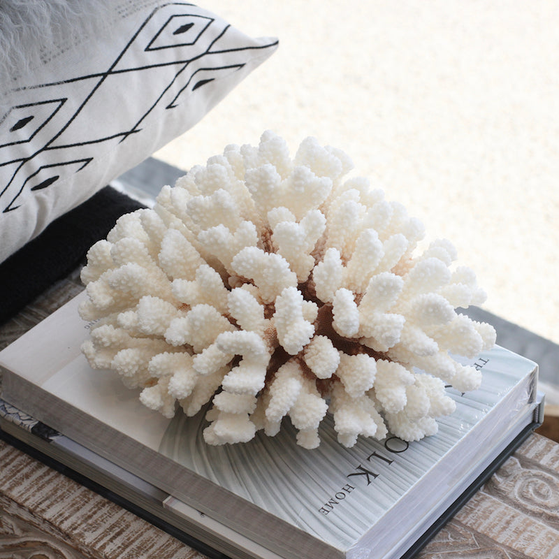 Cauliflower Coral